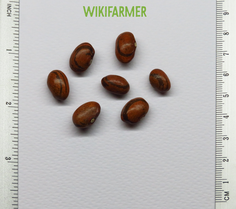Phaseolus vulgaris - فاصولياء بذور