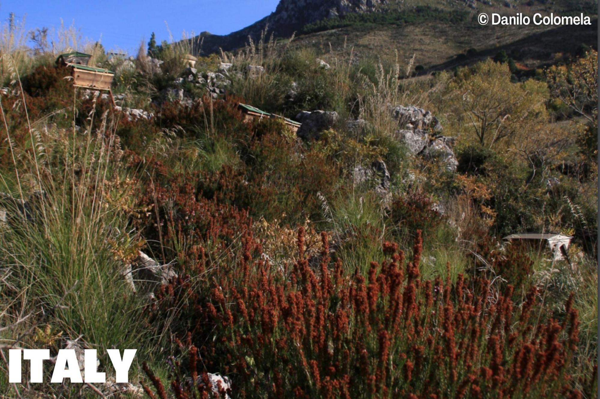 Nature-based Beekeeping