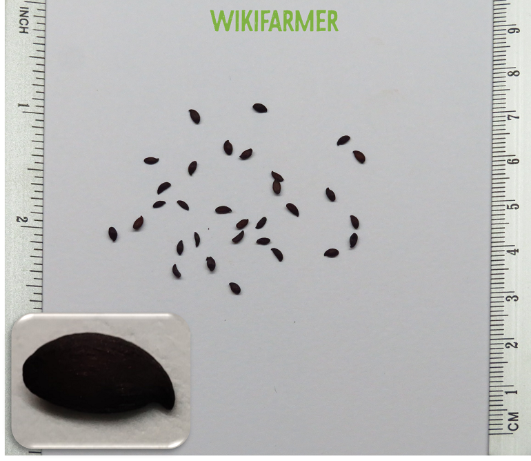 Aronia melanocarpa - Appelbes zaden