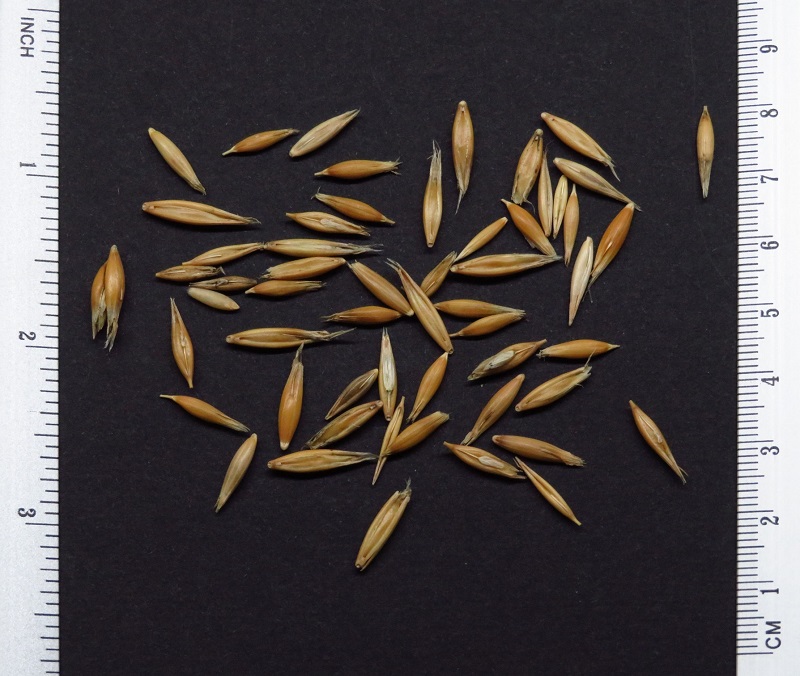 Avena sativa-귀리 씨앗 Avena sativa - 귀리 씨앗