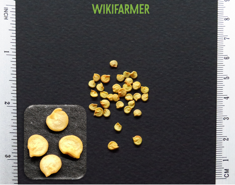 Capsicum annuum - 페퍼 씨앗