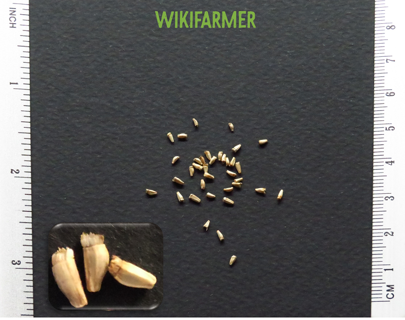 Cichorium endivia crispum بذور