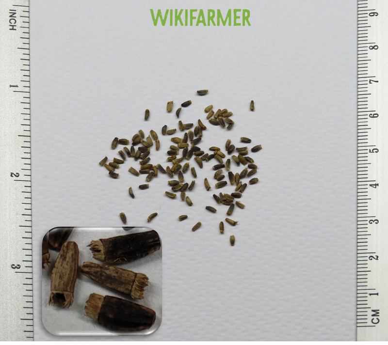 Cichorium intybus - sementes de Chicória