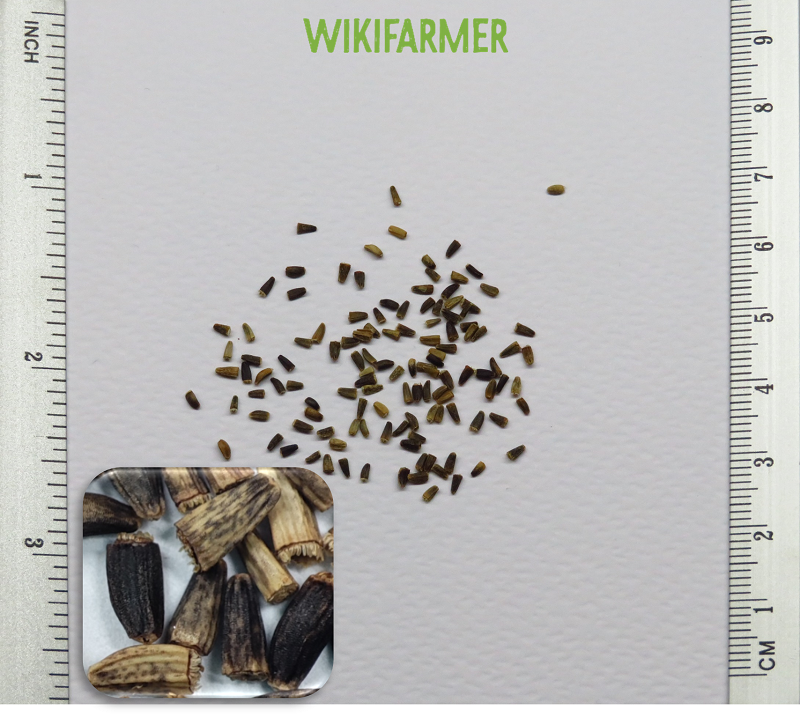 Cichorium intybus - Gemeine Wegwarte samen