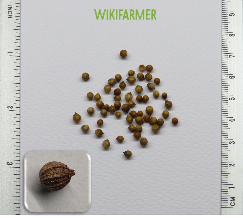 Coriandrum sativum L. - Koriandersamen
