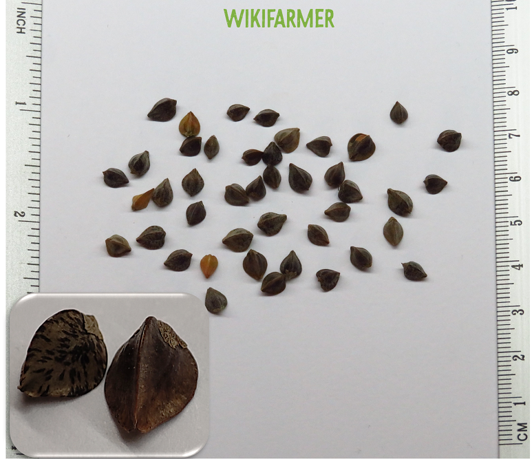 Fagopyrum esculentum - 메밀 씨앗