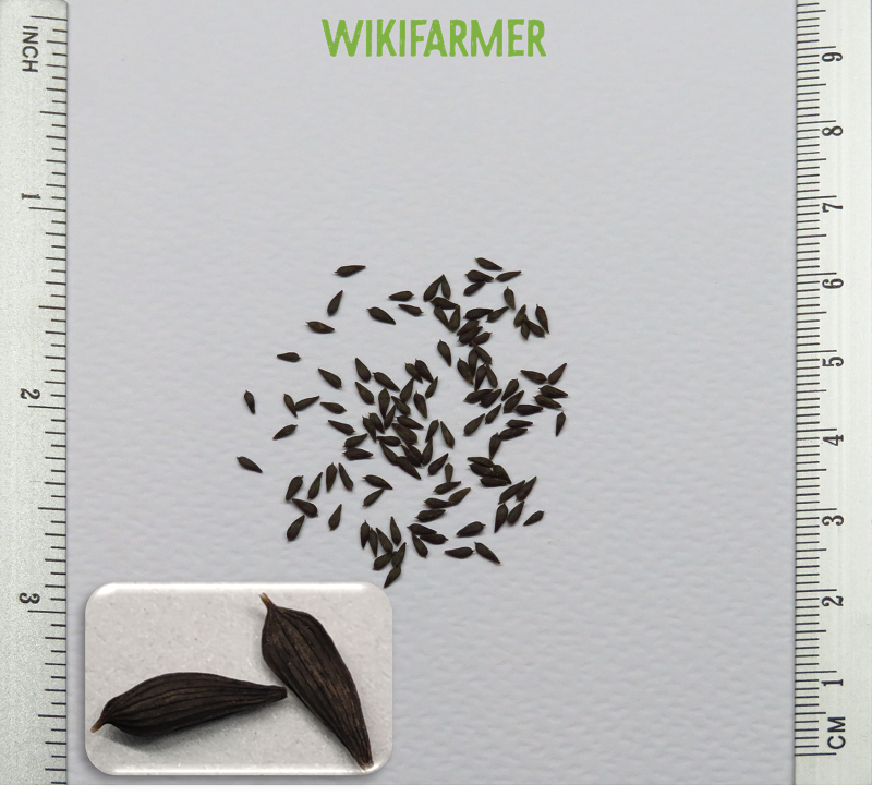 Lactuca sativa Trocadero La Preferita-Латук посевной семена Lactuca sativa - Латук посевной семена