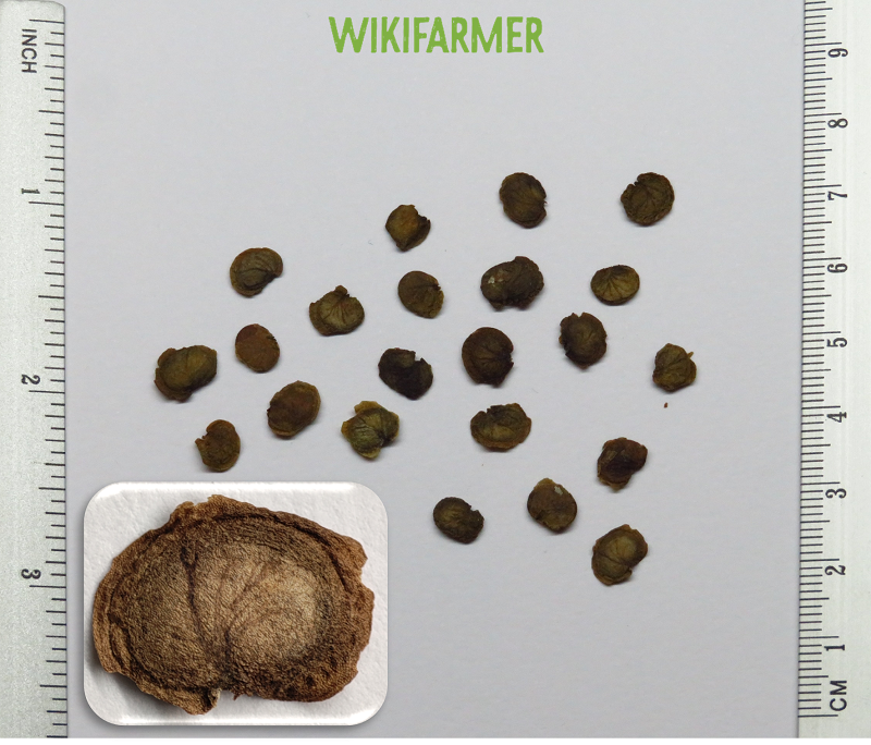Lunaria annua-정직 공장 씨앗 Lunaria annua - 정직 공장 씨앗