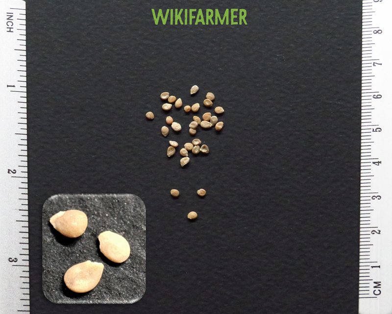 Lycopersicum esculentum - sementes de Tomate