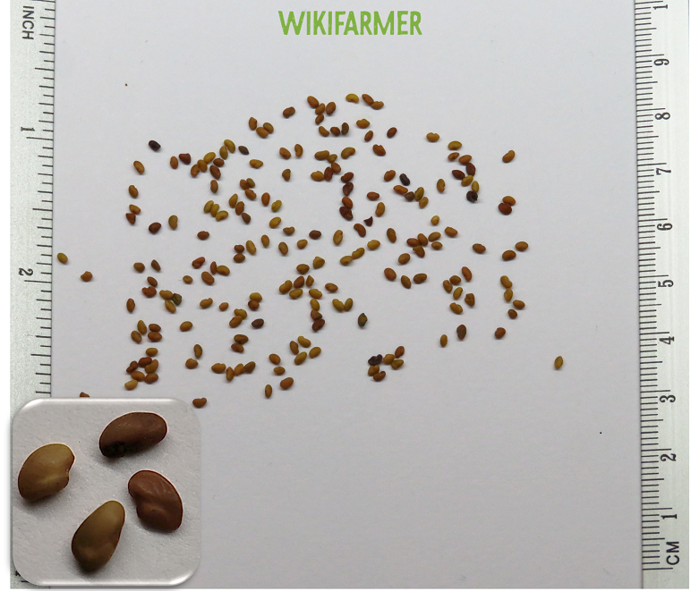 Medicago sativa - अल्फाल्फा बीज