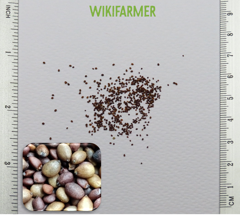 Origanum majorana-Майоран семена Origanum majorana - Майоран семена