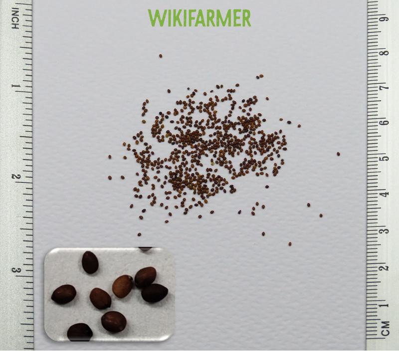 Origanum majorana-마조람 씨앗 Origanum majorana L. - 마조람 씨앗