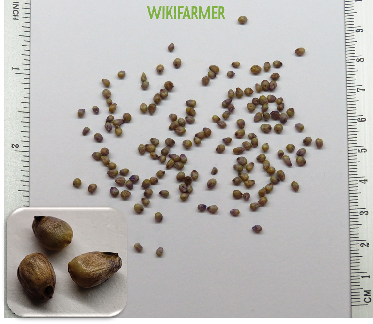 Panicum miliaceum - دخن بذور