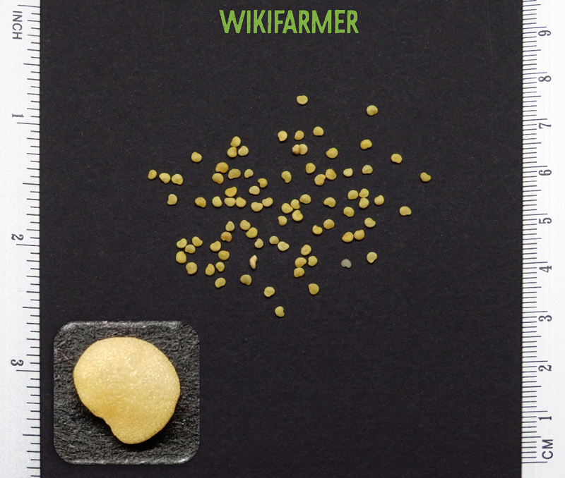 Physalis alkekengi - Physalis alkekengi benih