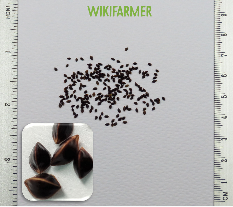 Rumex acetosa-खट्टा पालक बीज Rumex acetosa - खट्टा पालक बीज