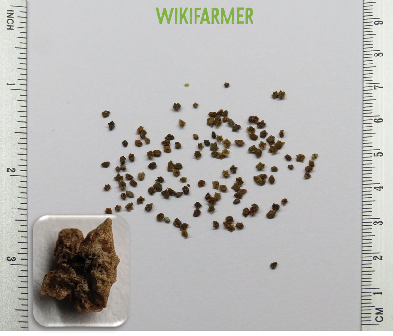 Tricophylla childjii - Kochia tohumlar