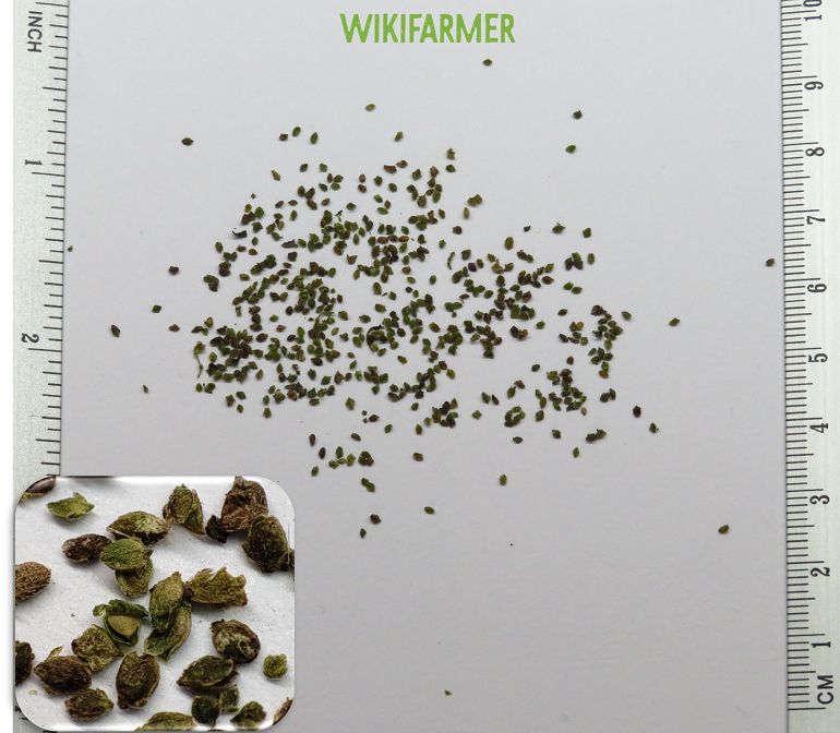 Urtica dioica - Große Brennnessel samen