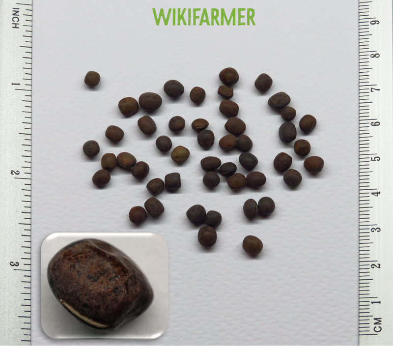 Vicia villosa-بيقية موبرة بذور Vicia villosa - بيقية موبرة بذور