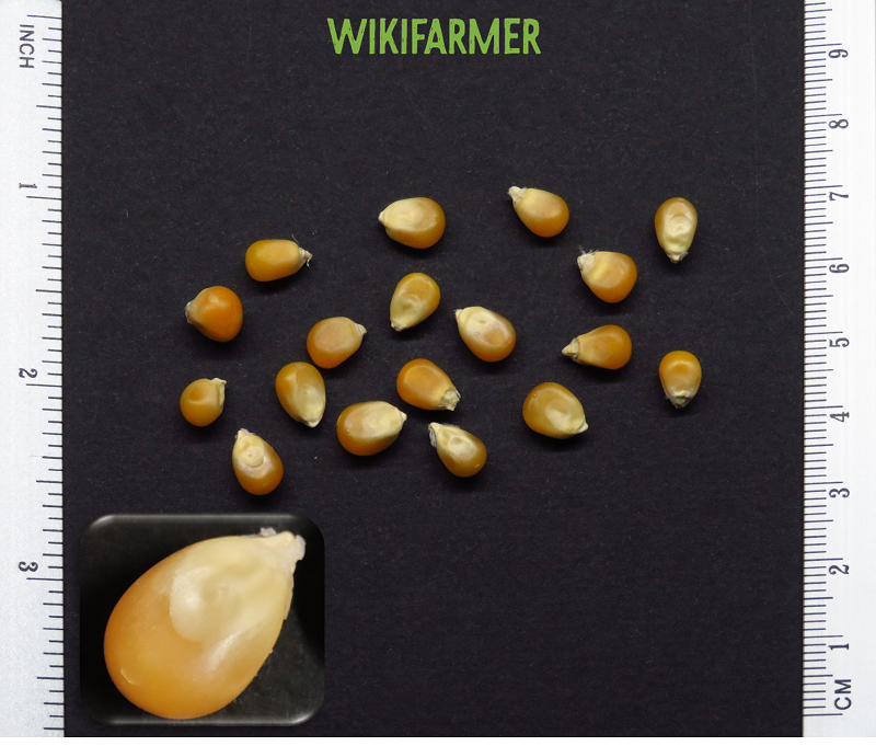 Zea mays L. - Popcornsamen