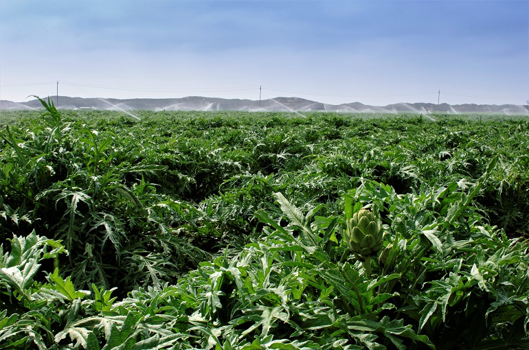 Field of Artichokes Globes Growing on Rural Farm Απαιτήσεις και Συστήματα Άρδευσης στην Καλλιέργεια Αγκινάρας