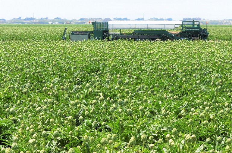 Oceanside Artichoke Field with Harvesting Equipment Καλλιέργεια Αγκινάρας: Συγκομιδή, Απόδοση, Αποθήκευση και Μετασυλλεκτικός Χειρισμός
