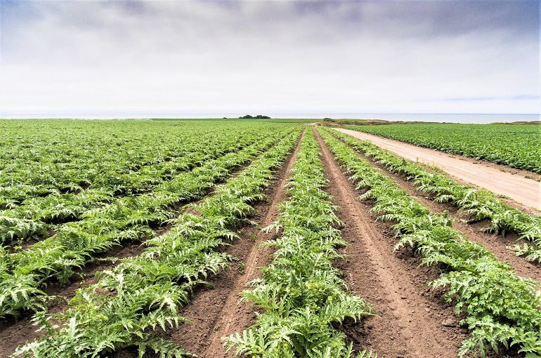 Aerial View of Artichokes Growing on Coastal Farm Προετοιμασία Εδάφους και Φύτευση Αγκινάρας