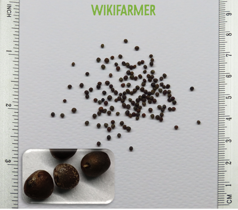 Brassica oleracea gemmifera-抱子甘蓝 种子 Brassica oleracea gemmifera - 抱子甘蓝 种子