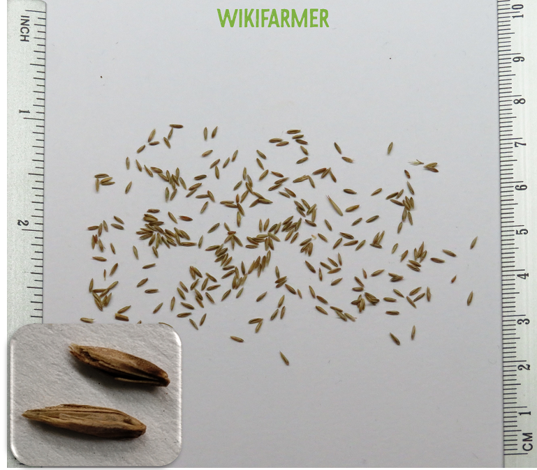 Poa pratensis hạt Poa pratensis hạt