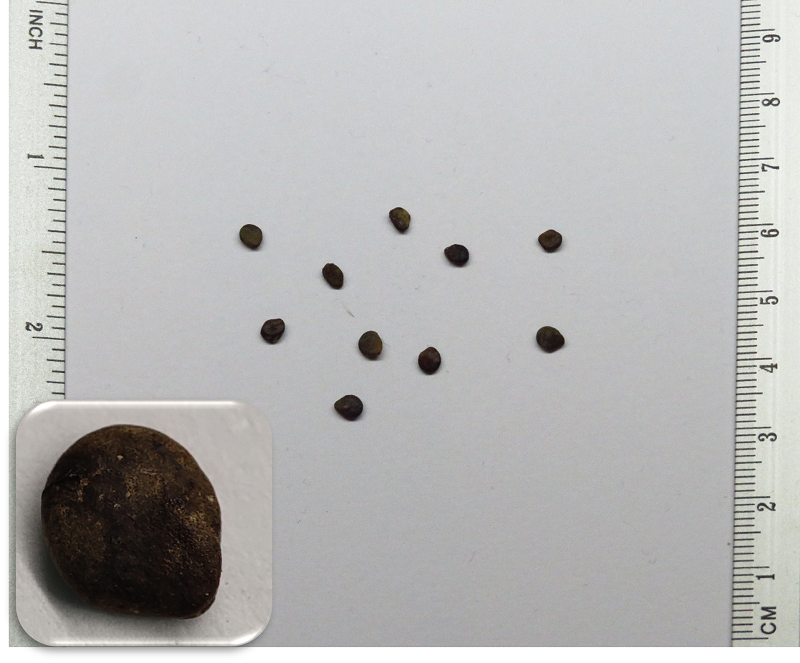 Solanum mamosum - 乳茄 种子