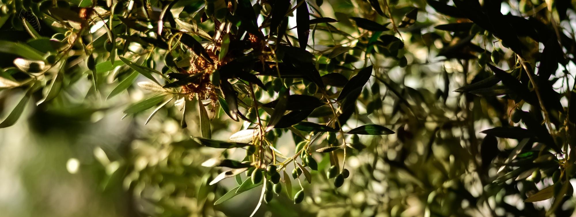 Κριτήρια Ποιότητας Επιτραπέζιων Ελιών