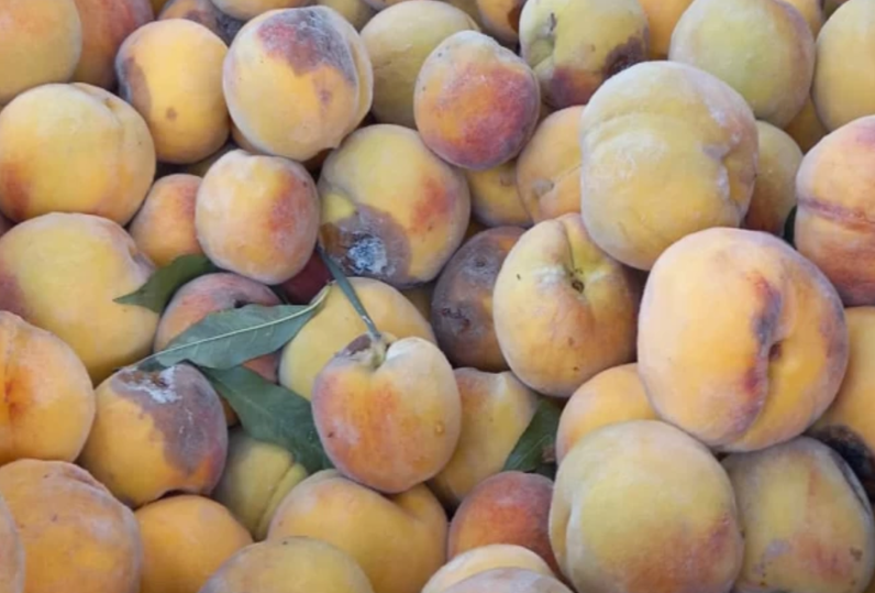 Brown Rot in peach cultivation - Prevention and (Pest) Management in ...