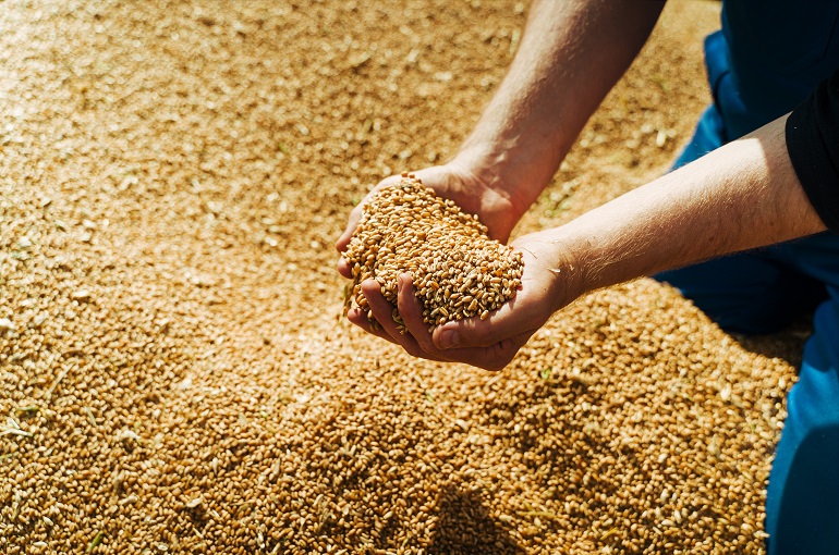 Farmer holds barley grain in his hands إنتاجية وحصاد وتخزين الشعير