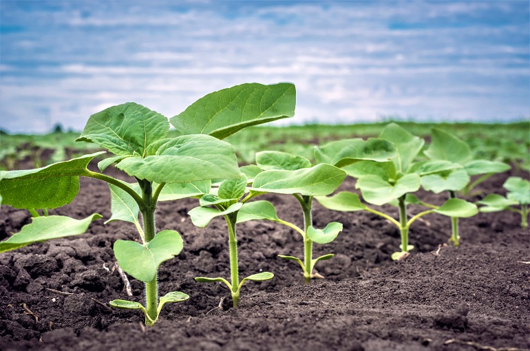 a row of young sunflower plants on a clean field of weeds 向日葵种植中的杂草管理