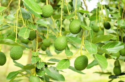 牛油果的历史、营养价值和植物相关信息