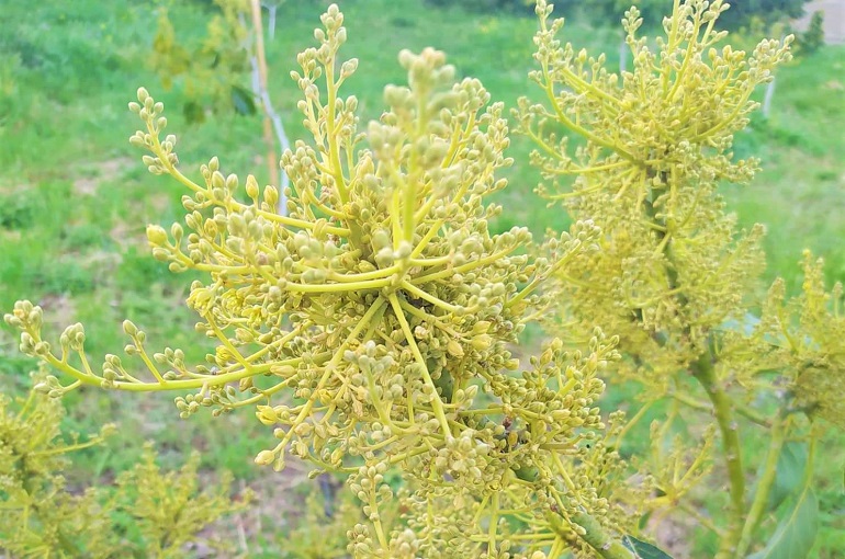 एवोकाडो पेड़ प्रचार और परागण