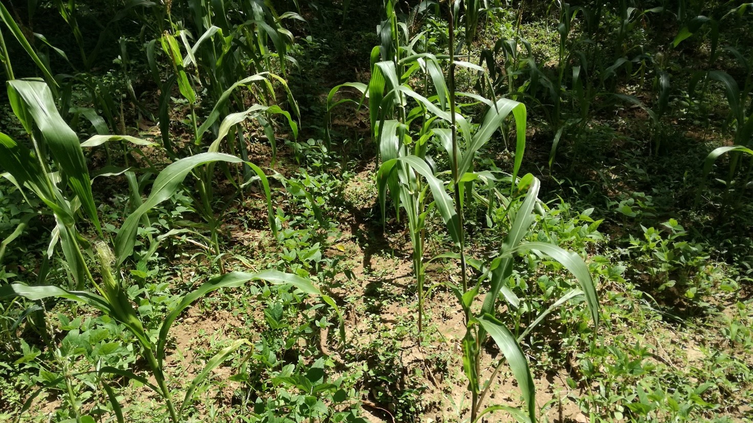 बेहतर मिट्टी और जल प्रबंधन के लिए अन्तरासस्यन बेहतर मिट्टी और जल प्रबंधन के लिए अन्तरासस्यन