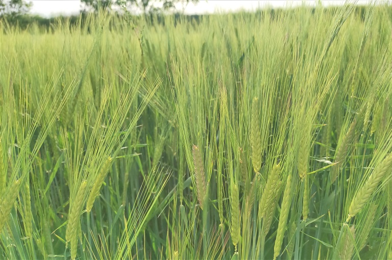 सर्वश्रेष्ठ जौ किस्म का चयन करने के लिए सिद्धांत