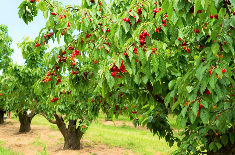 Ripe cherries on a tree 樱桃的相关植物信息