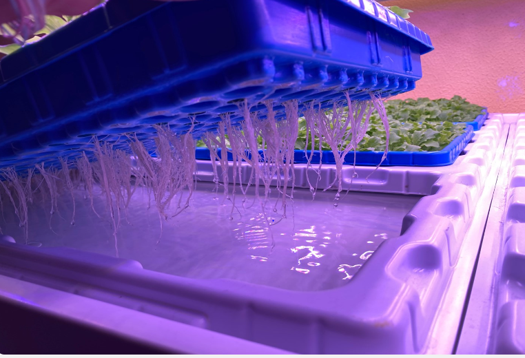 Lechuga cultivada en hidroponía