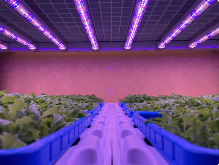 Led utilizado para cultivo de lechuga en sistema Radix