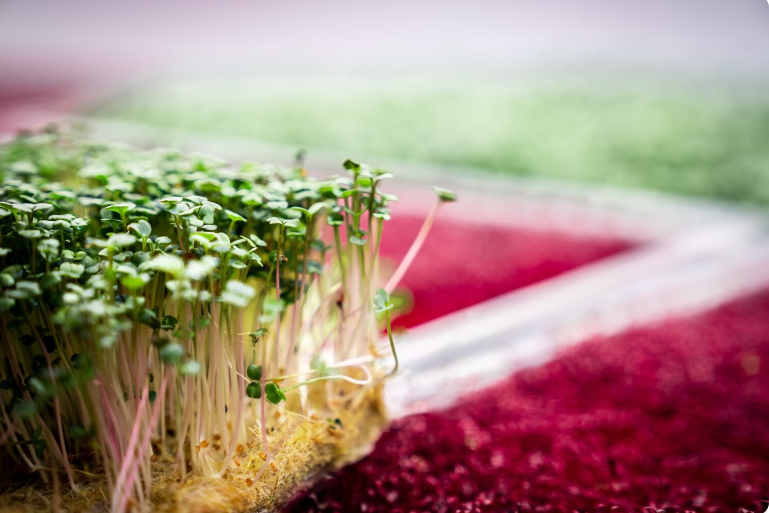 Microgreens sobre sustrato orgánico