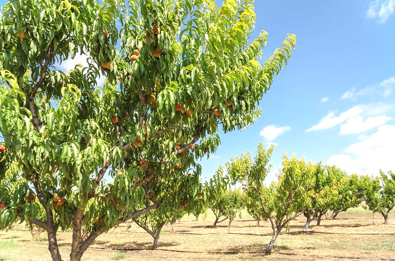 Irrigating Peach Trees – How much Water do Peach Trees need? | Wikifarmer