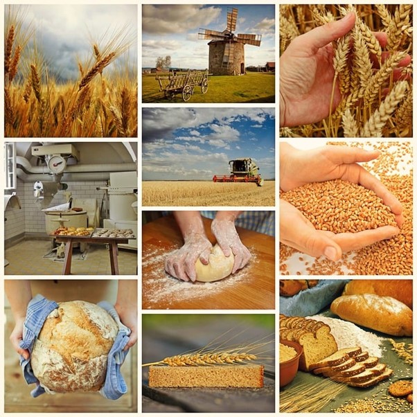 Assurance agricole et gestion des risques