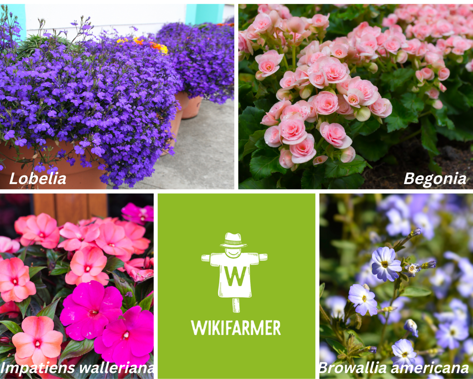 Plantes à fleurs qui poussent et fleurissent à l'ombre