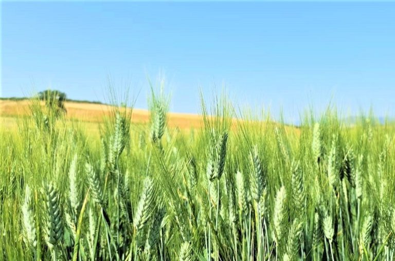 Requisitos de Fertilizantes de Trigo