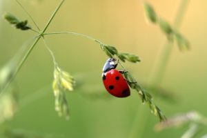Was ist biologische Schädlingsbekämpfung und wie wird sie in der Landwirtschaft eingesetzt.2