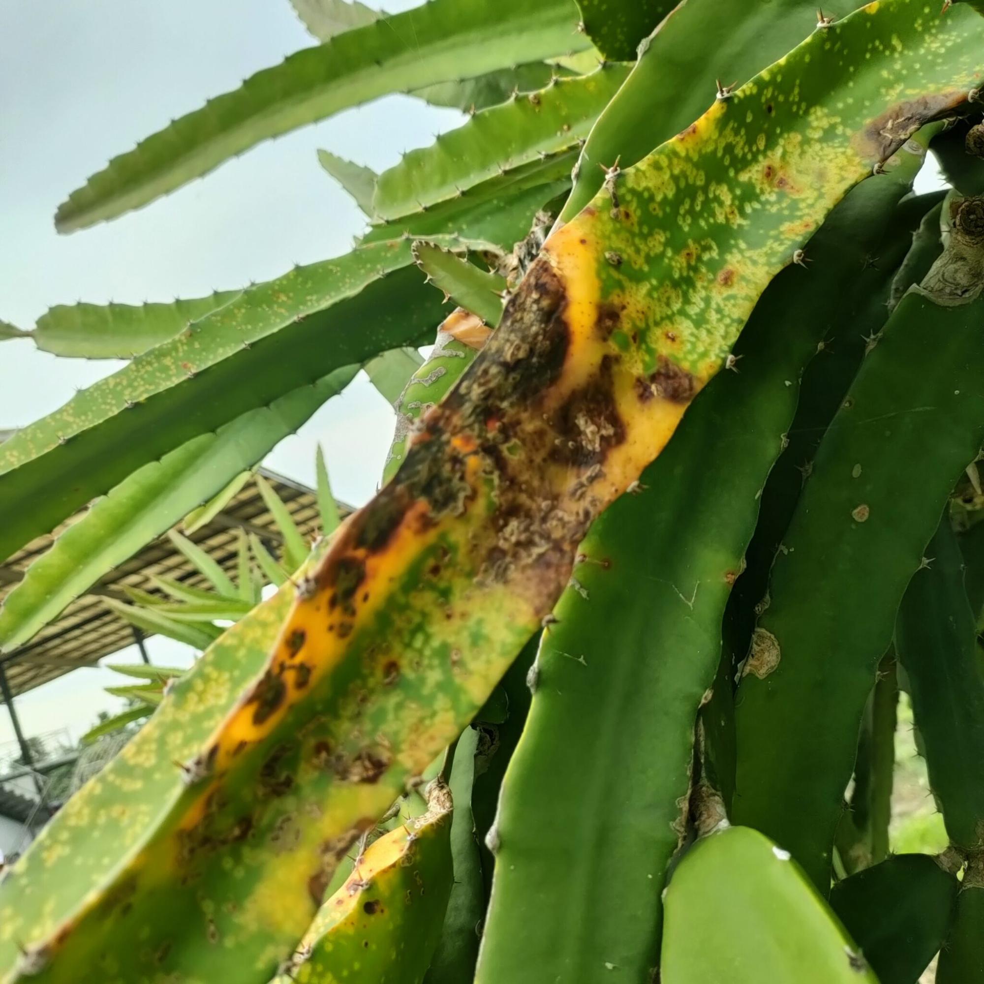 火龙果的植物保护
