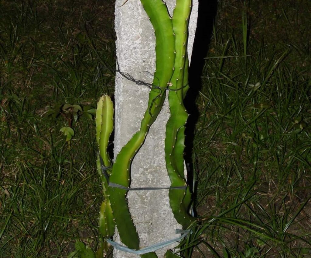 火龙果种植距离和棚架设置 火龙果种植距离和棚架设置