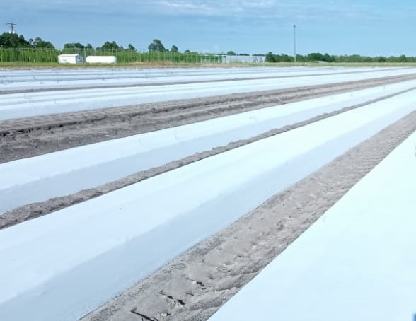 Besoins en eau et systèmes d'irrigation de l'ananas