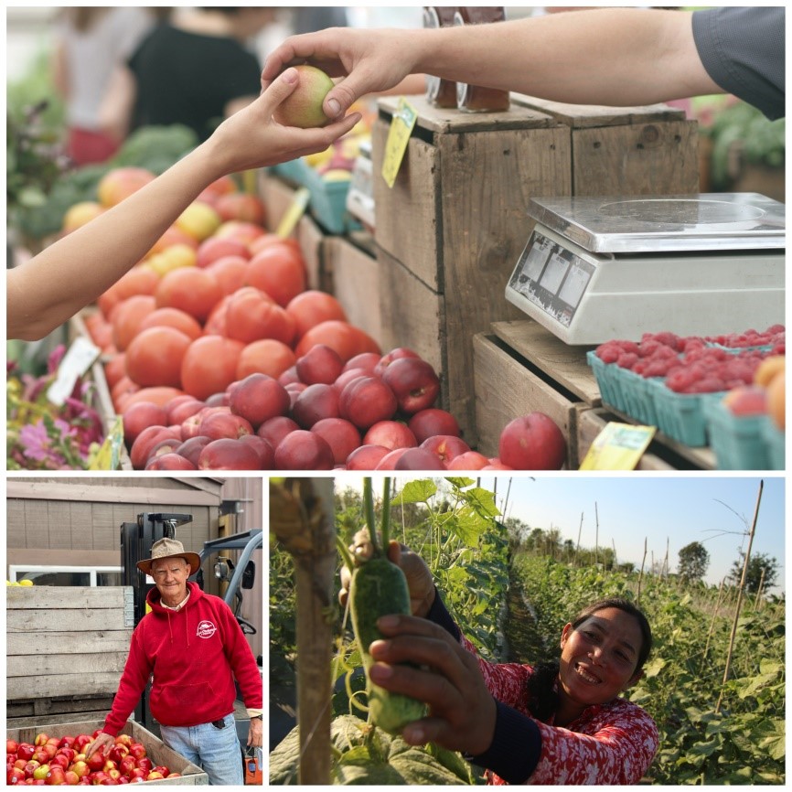 Encurtando as cadeias de suprimentos de compras agroalimentares – O exemplo do Reino Unido.2